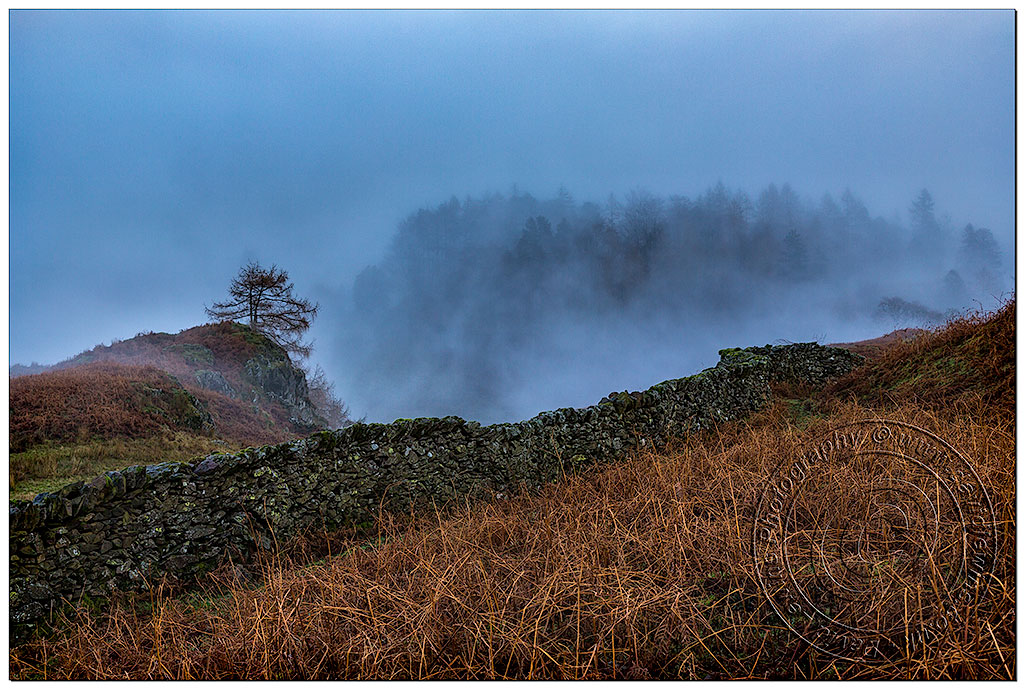 Misty Tree, Cumbria